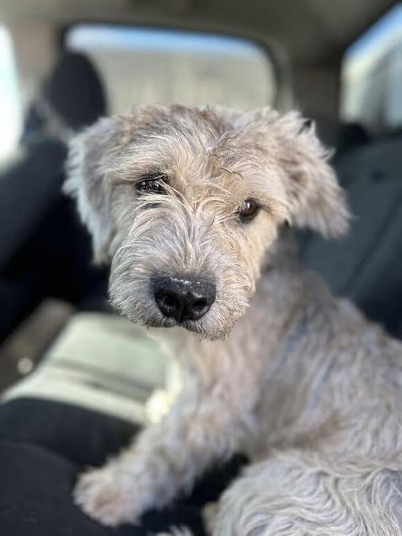 🐶 Playful & Gentle Dogs Ready for Adoption in Victorville - NewsBreak