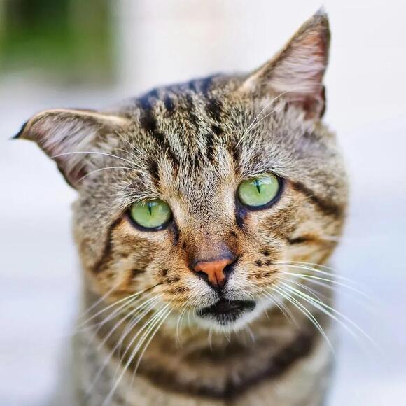 10 Subtle Sounds Your Cat Makes That Carry Hidden Messages For You 