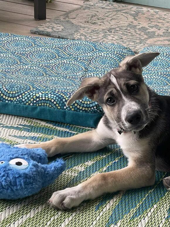 🐶 Playful Wilmington Dogs Ready Now for Adoption and Love - NewsBreak