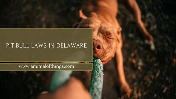 Pit Bull Laws in Delaware: What Every Owner Needs to Know - NewsBreak