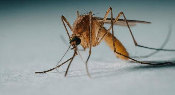 Why Low-Flying Helicopters Will Buzz Hillsborough County Skies This ...