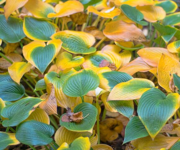 Hostas Need These 3 Things in October to Stop Destructive Slug Damage ...