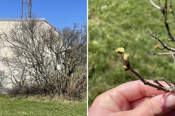 Can Lilacs Bloom in Fall? Michigan Gardeners Are Finding Out - NewsBreak