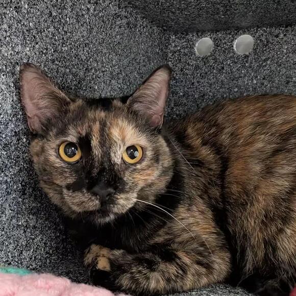 🐱 Playful, brave & quirky cats ready for adoption in Birdsboro - NewsBreak