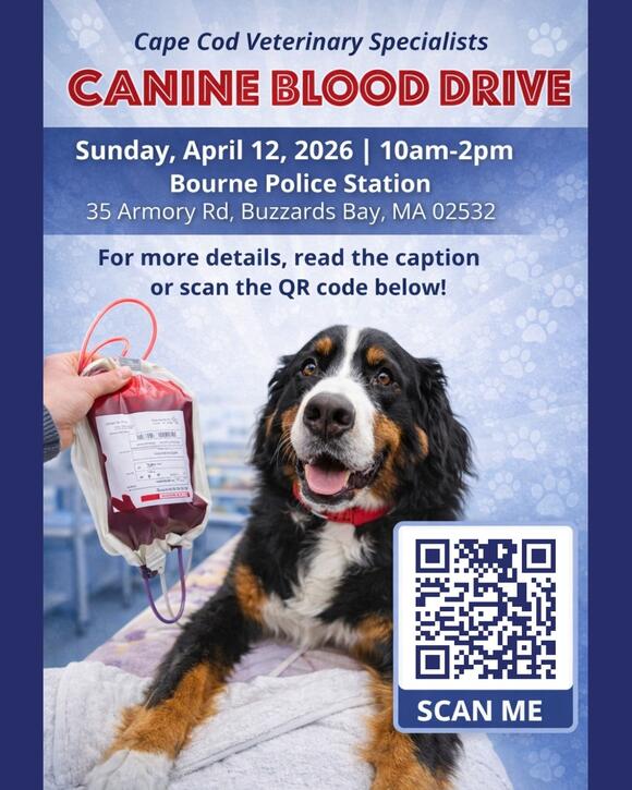 Cape Cod Dog Owners: How Your Pup Could Help Save a Life - NewsBreak