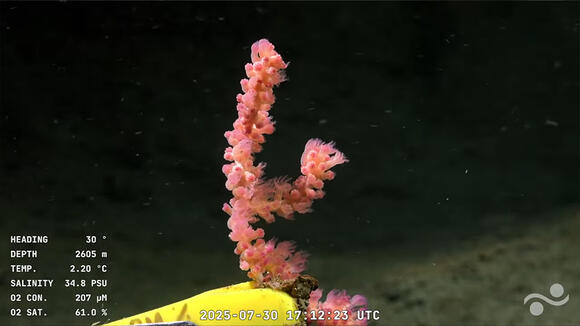 'Big-butt starfish,' 'little sweet potato' and dozens of never-before ...