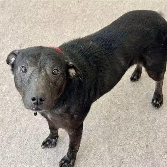 🐶 Playful, Gentle & Loyal Dogs Ready for Adoption in St. Louis - NewsBreak