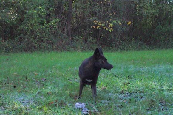 Coy Dog – Coyote Dog Mix: Everything You Need to Know About This Hybrid ...