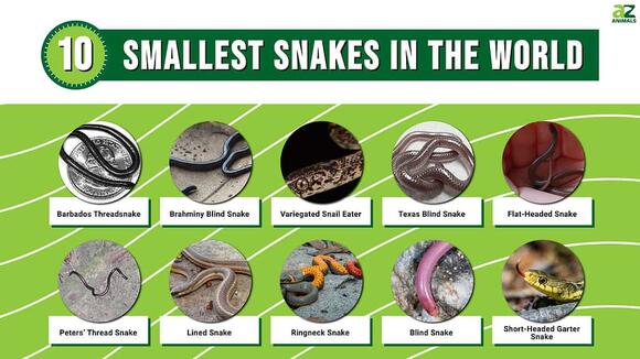 The 10 Smallest Snakes in the World (Some Look Like Tiny Worms ...