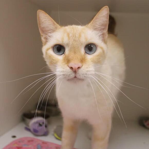🐱 Sweet Shelter Cats Ready for Adoption in Champaign, IL - NewsBreak