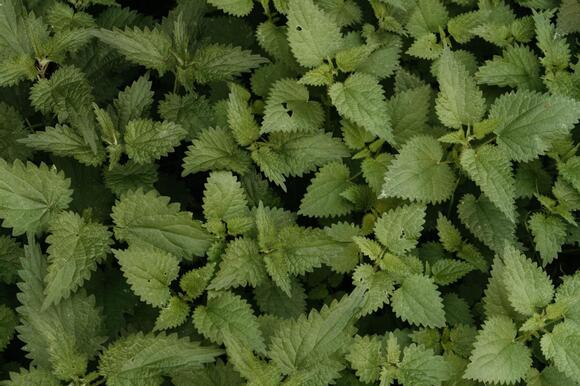 8 Plants You Should Never Grow Near Your House - NewsBreak
