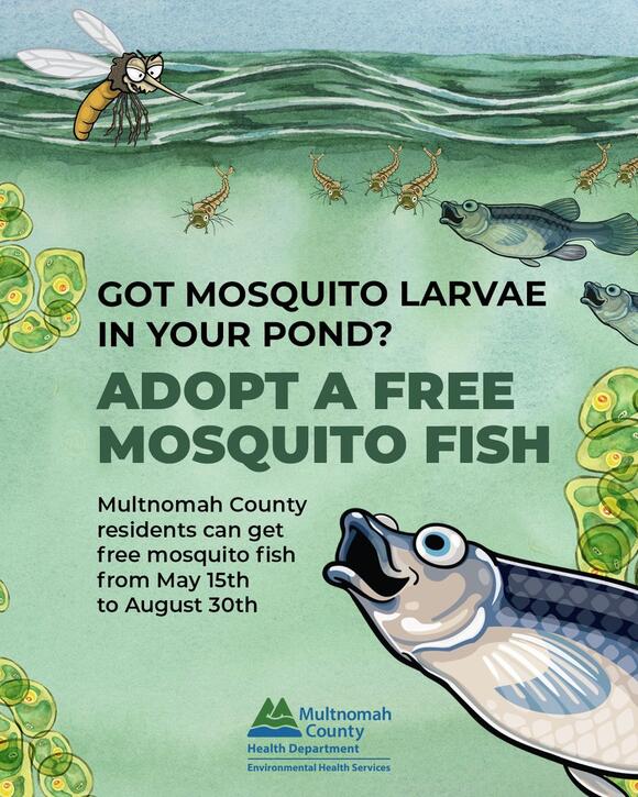 Free mosquito fish available this summer - NewsBreak