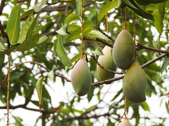 5 Plants That Attract Ants and How to Prevent an Infestation - NewsBreak