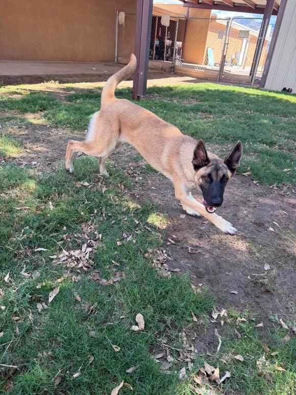 🐶 Playful, Loyal Dogs Ready for Adoption in Alamogordo - NewsBreak