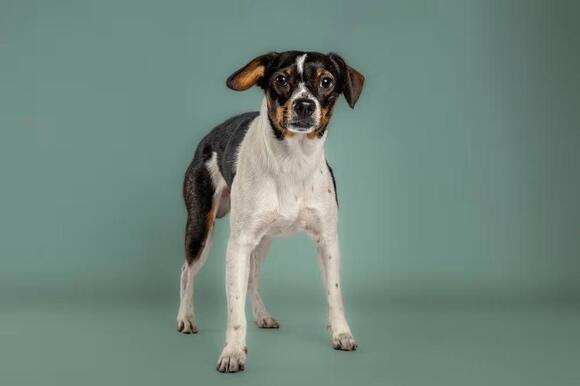 🐶 Playful Texas Dogs Looking for Loving Homes in Armonk - NewsBreak