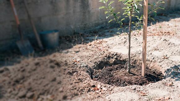 You put fertilizer in a new tree’s planting hole, but a university ...