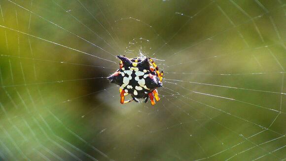 Meet the Real Spider Behind Spider-Man’s Powers - NewsBreak