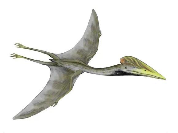 10 Incredible Facts About the Largest Flying Creatures to Ever Roam ...