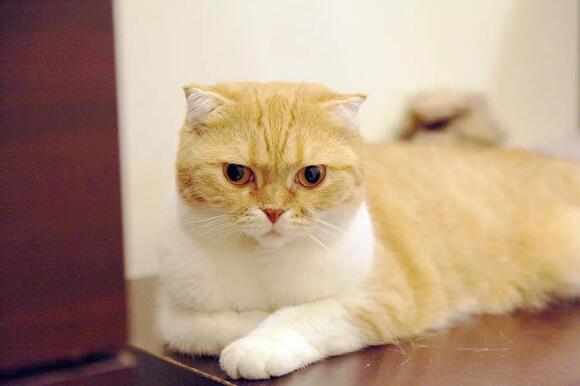 10 Cat Breeds With The Sweetest Personalities – Gentle, Quiet ...