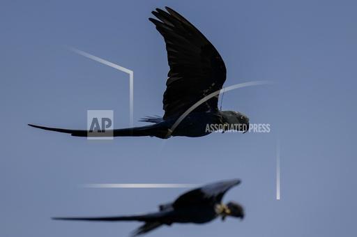 Recovery of Brazil's Spix's macaw, popularized in animated 'Rio' films ...