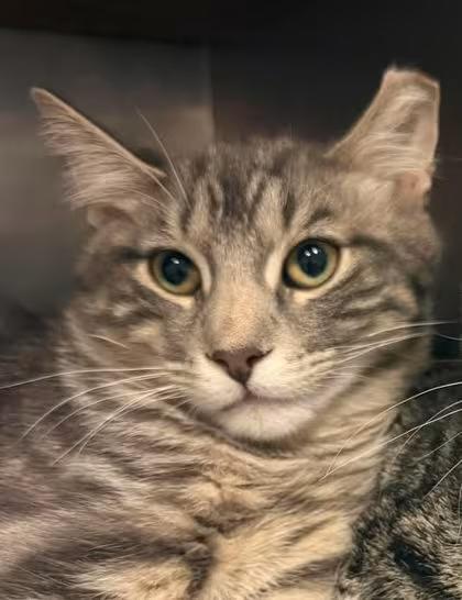 🐱 Sweet Clinton Cats Ready for Adoption at Local Shelter - NewsBreak