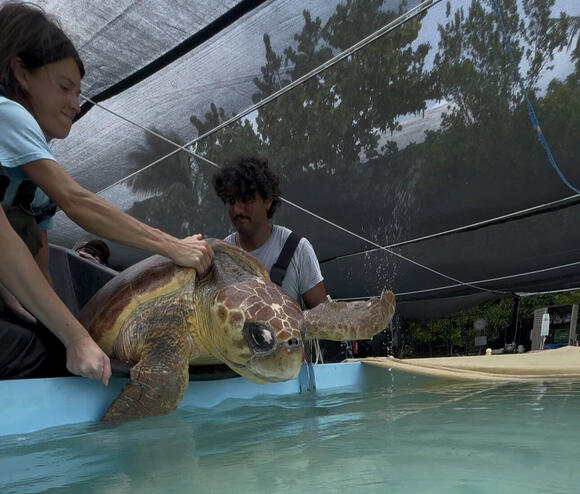 Timmy the Turtle Was Swimming in Circles Before the Coast Guard and ...