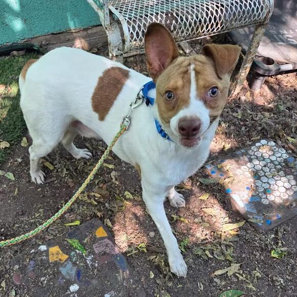 🐶 Playful, Gentle & Loyal Dogs Ready for Adoption in Austin - NewsBreak
