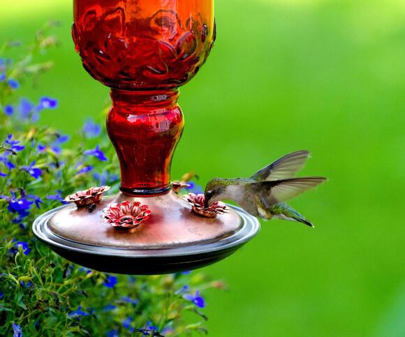 Hummingbird Lovers, This Easy DIY Nectar Recipe Will Bring All the ...