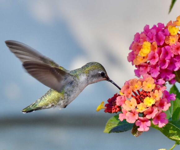What To Do With Lantana in October – 5 Jobs To Keep Them Flowering ...