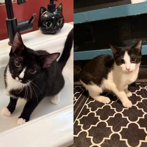 🐱 Playful & Sweet Cats Ready for Adoption in Brooklyn, NY - NewsBreak