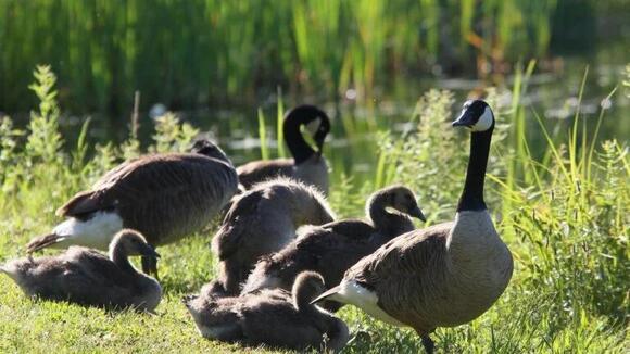 Don’t mess with the nest: Goose expert responds to viral Boston goose ...