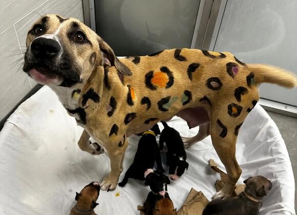 Call About Neglected Dog in Arizona Leads Rescuers to Spotted ‘Leopard ...