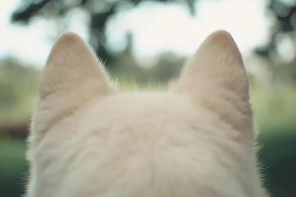 Why Puppies Are Born Deaf and Blind, and When Their Senses Kick In ...