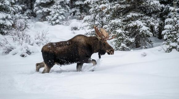 13 Things Moose Do in Deep Snow That Look Impossible - NewsBreak