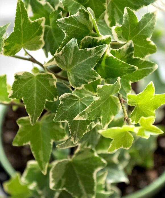 I've multiplied nearly every houseplant in my collection and these are