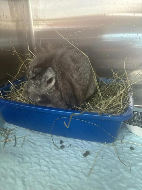 Dogs at new NYC shelter neglected inside cramped, filthy cages, council