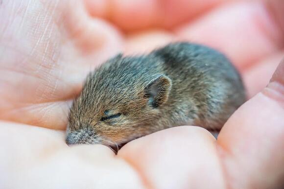 Found a Baby Mouse? Here’s Exactly What to Do (and What to Avoid ...
