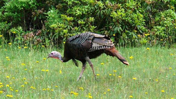 Where to Spot Wild Turkeys Roaming Freely - NewsBreak