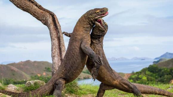 10 Weird Komodo Habits That Help Them Survive And 3 That Risk Their ...