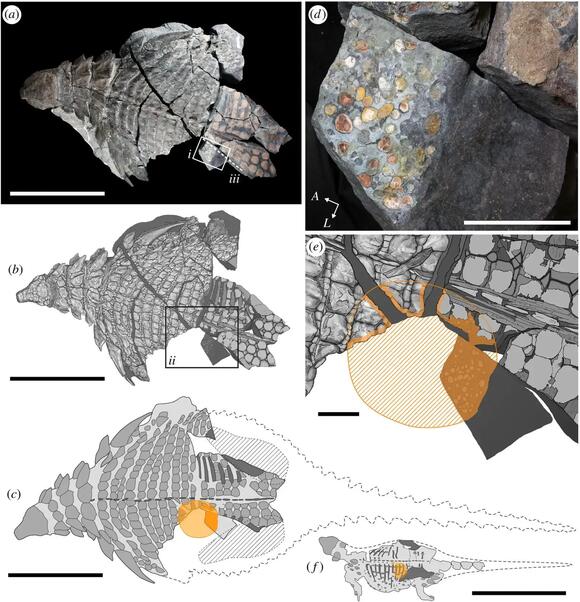 Ancient Pollen Samples Uncover Dinosaur Dietary Secrets - NewsBreak