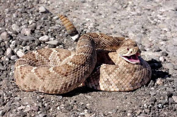 10 Things Snakes Do to Regulate Heat And 3 That Leave Them Exposed ...