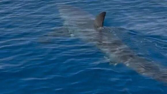15 Foot Great White Shark Spotted In Waters Off Treasure Coast - NewsBreak