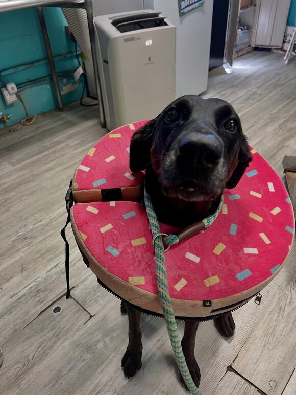 Medical foster home needed for recovering dog Willow - NewsBreak