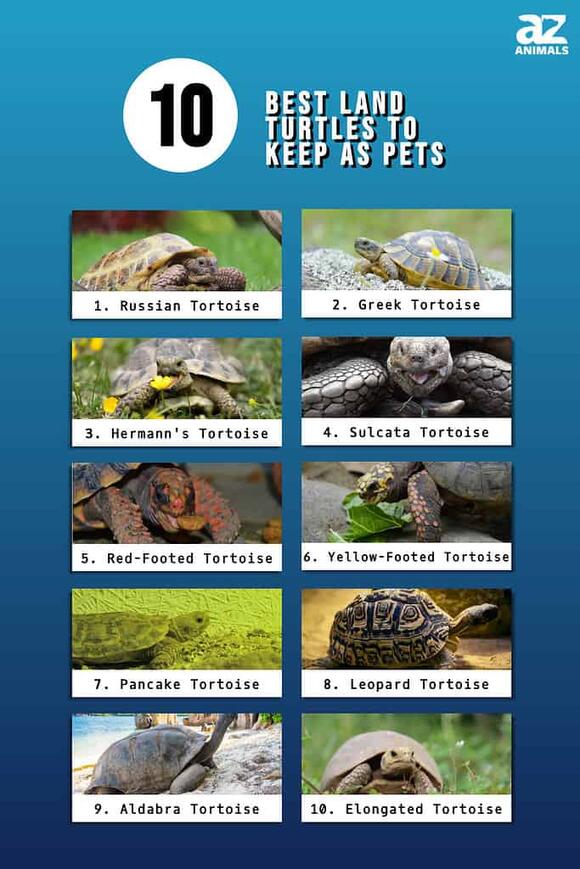 The 10 Best Land Turtles to Keep as Pets - NewsBreak