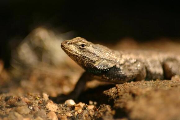 How Do Reptiles Survive Cold Weather: Secrets Revealed