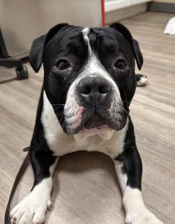 🐶 Gentle, Goofy & Loyal Dogs Seeking Homes in Oceanside - NewsBreak