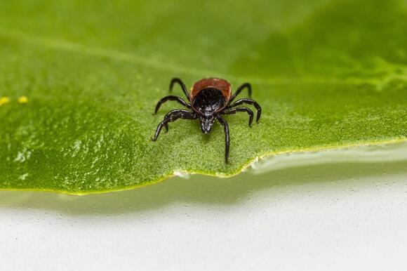11 Effective Natural Tick Remedies You Need to Try - NewsBreak
