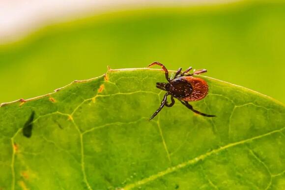 The US States With Most Tick Infestations - NewsBreak