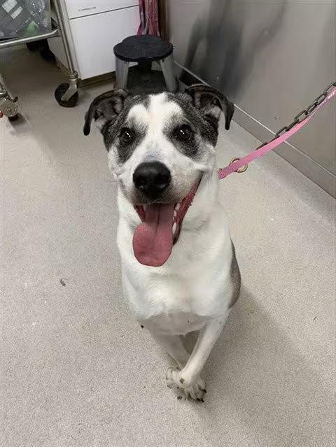 🐶 Playful, Loyal & Loving Dogs Ready for Adoption in Fairbanks - NewsBreak
