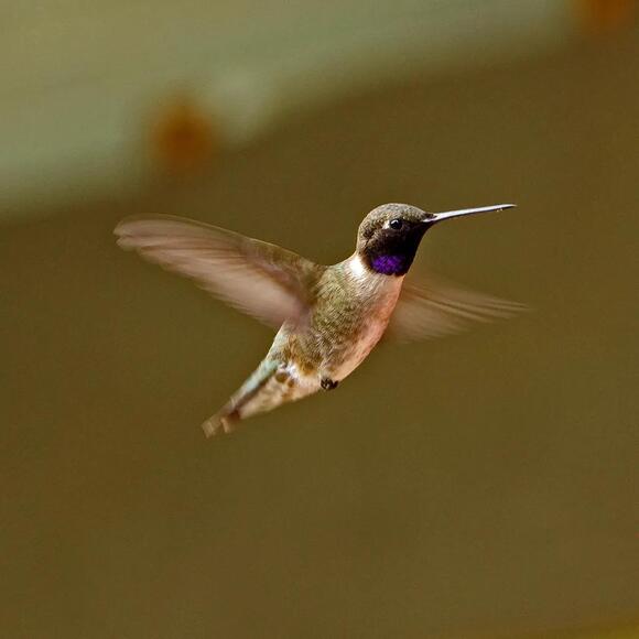 Hummingbirds in Washington State: 4 Species to Spot and How to Attract ...